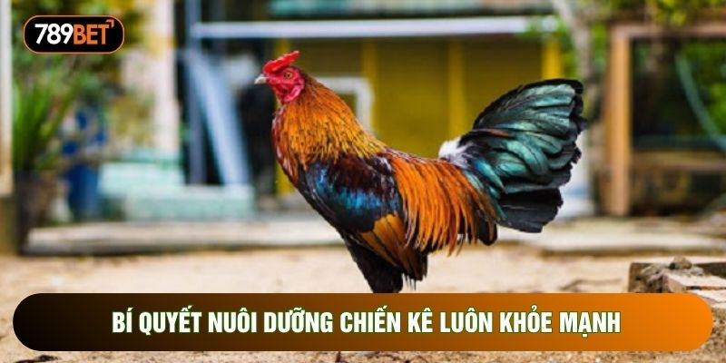 Bí quyết nuôi dưỡng chiến kê luôn khỏe mạnh Bí quyết nuôi dưỡng chiến kê luôn khỏe mạnh