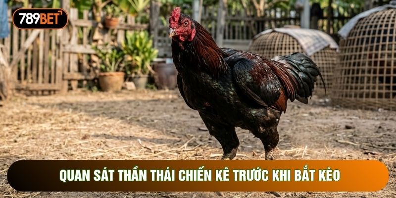 Quan sát thần thái chiến kê trước khi bắt kèo Quan sát thần thái chiến kê trước khi bắt kèo